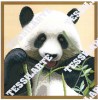 2_panda